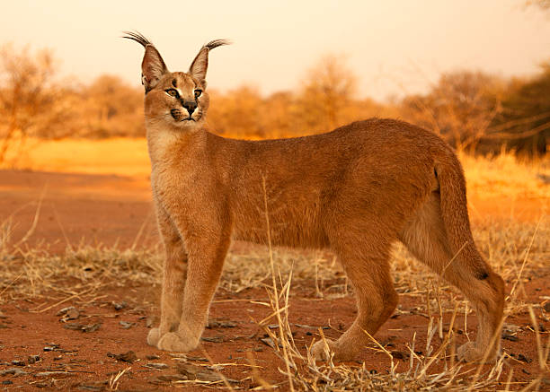 Egyptian Lynx 