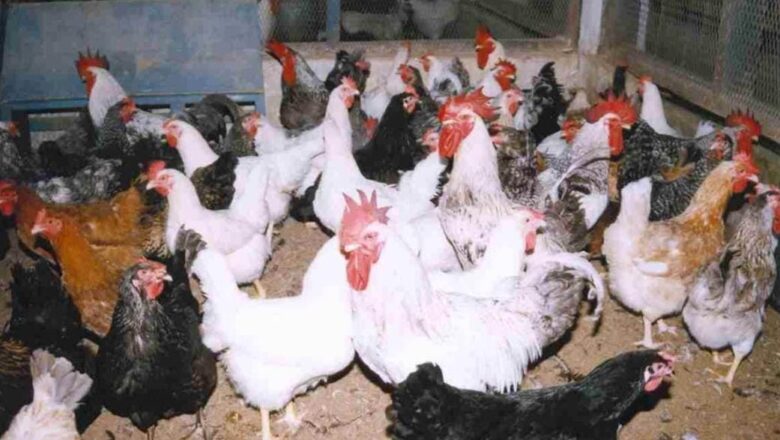 Kashmir poultry farmers warn of sector’s collapse, Urge CM’s intervention