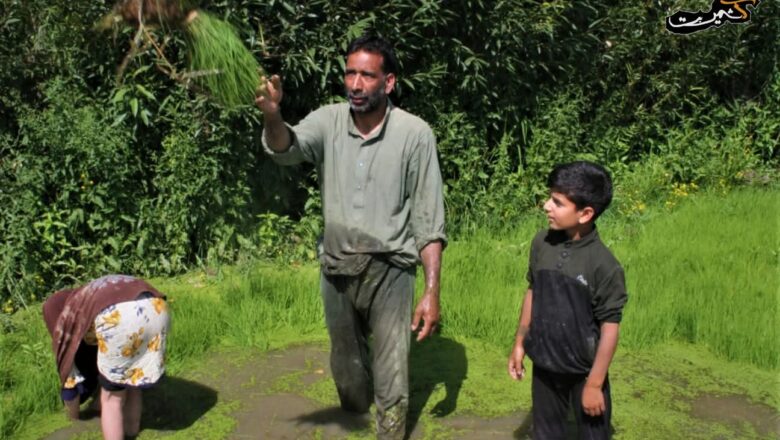 As tourism slows, Kashmir’s resilient fields hold on to dignity and hope