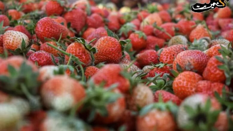 Kashmir’s ‘strawberry village’ gears up for season’s first harvest