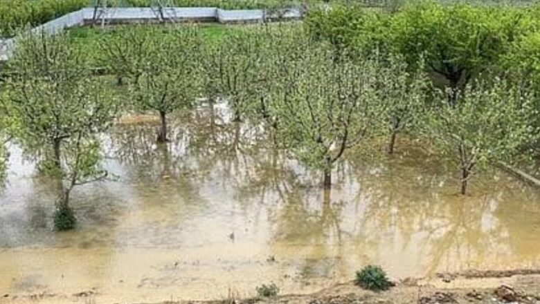‘500 trees dead, no accountability’: Kashmiri farmer’s plea against Ring Road construction reaches NGT