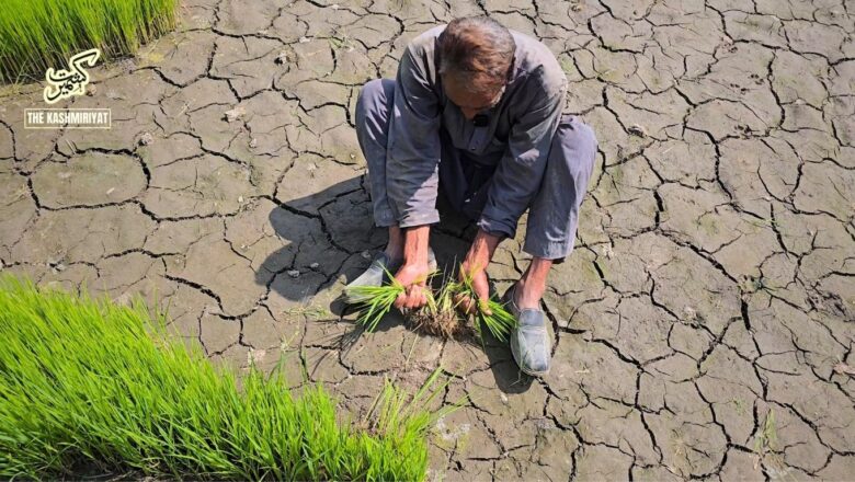 An open letter to journalists, From a dying field in Kashmir