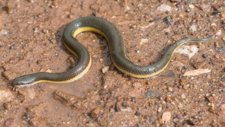 9-year-old girl injured in snake bite in Kulgam