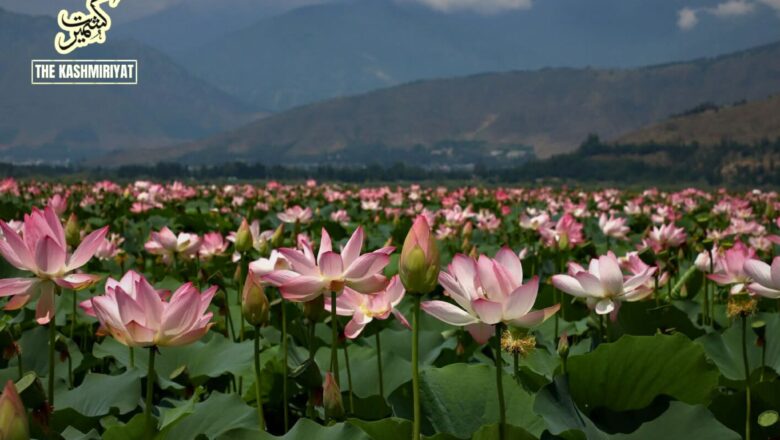 Lotus blooms return to Wular lake after three decades, sparking joy in Kashmir