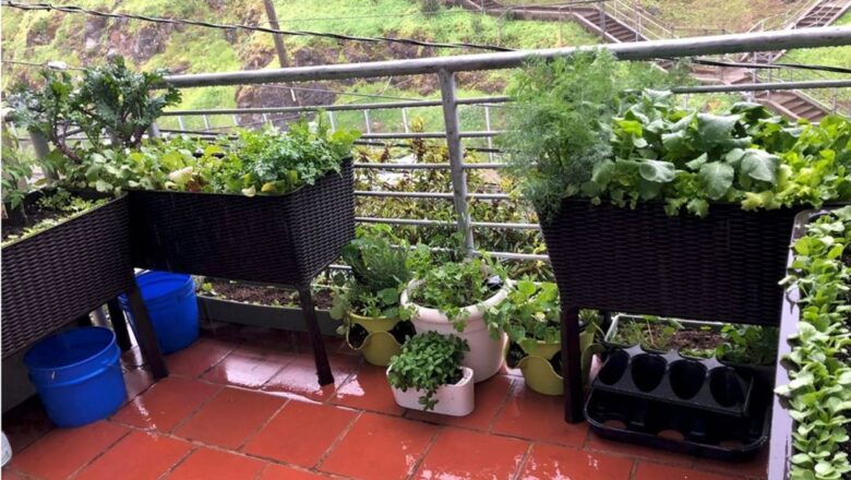 Save money and eat fresh: 5 vegetables to grow in containers at home