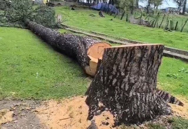 ‘Not an isolated incident’: Locals aghast after precious deodar tree axed inside school premises; Police lodge FIR