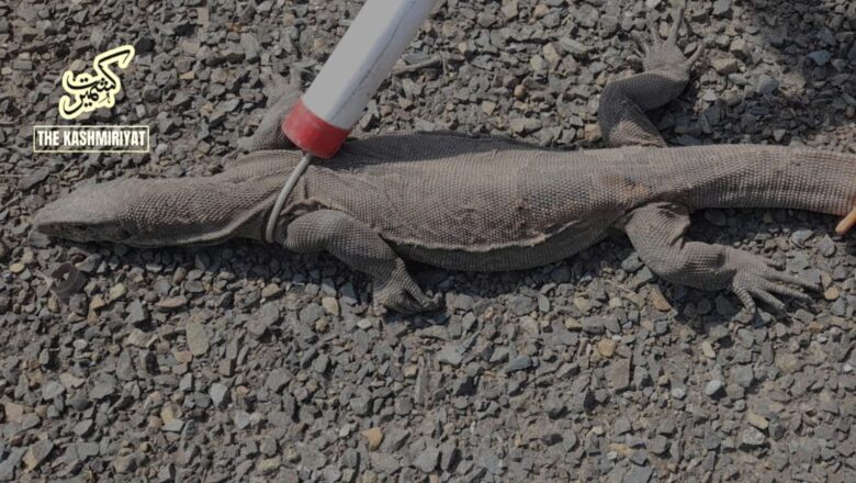 ‘First time ever’: Panic grips Alyalpora Shopian after sighting of unknown Lizard species