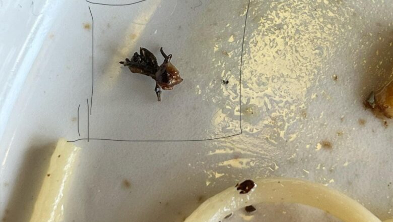 ‘Waxworm inside chowmin at Taste of Tibet, Spider in food at 14th Avenue’: Citizens demand action against elite eateries in Kashmir