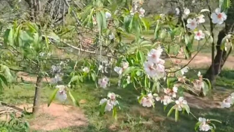 ‘Unseasonal flowering in Kashmir’s orchards not linked to climate change’: Experts