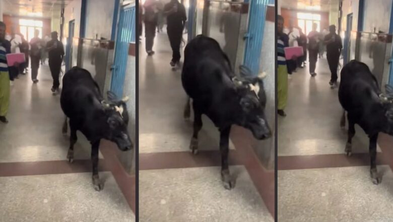 Cow enters Bandipora hospital; FIR filed against man who filmed incident