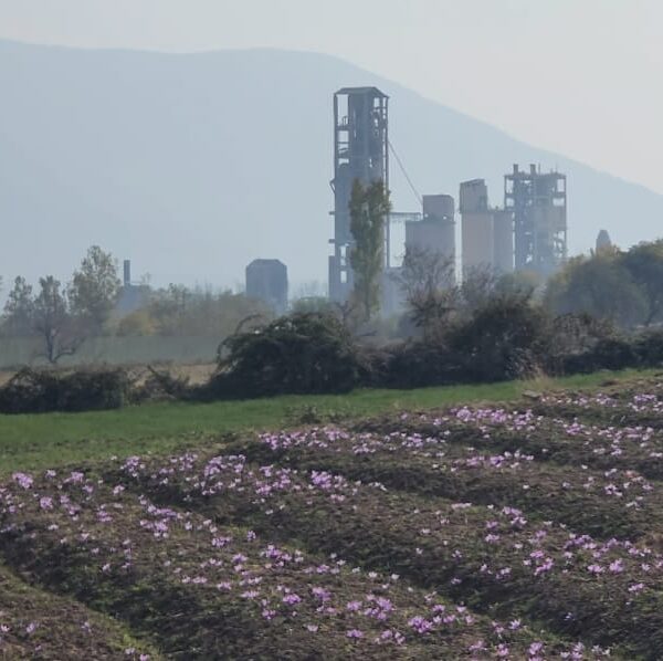 ‘Even the name of Saffron will disappear from Pampore’: Farmers watch Kashmir’s heritage fade