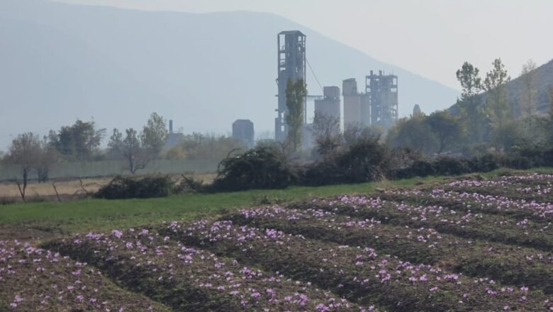 ‘Even the name of Saffron will disappear from Pampore’: Farmers watch Kashmir’s heritage fade