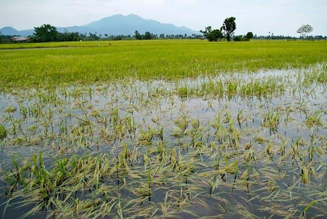 Farmers in Kakapora left with unharvested paddy as floods ruin crops